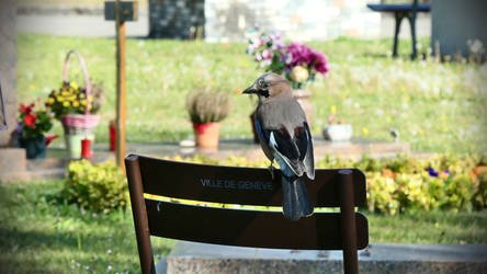 Eurasian jay