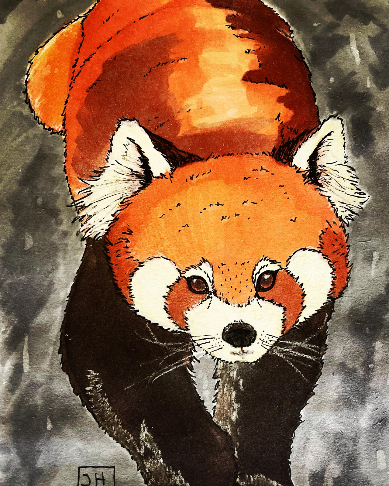 Red Panda by wilderstillart on DeviantArt