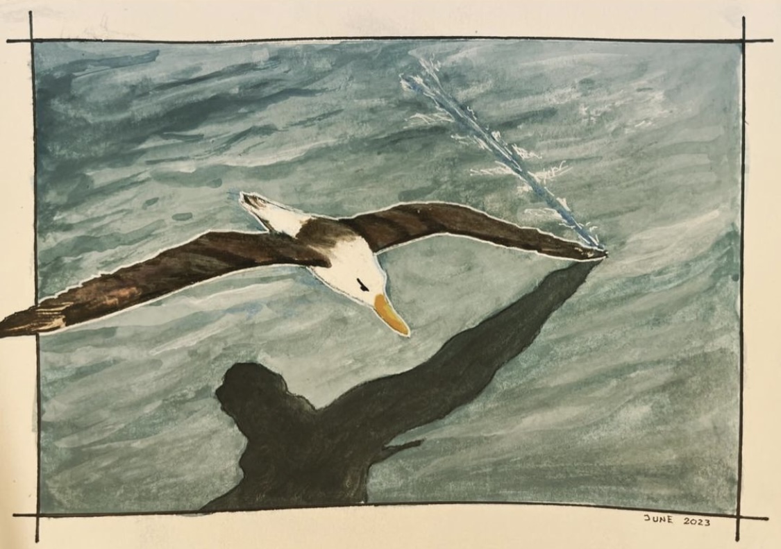 Black-Browed Albatross by wilderstillart on DeviantArt