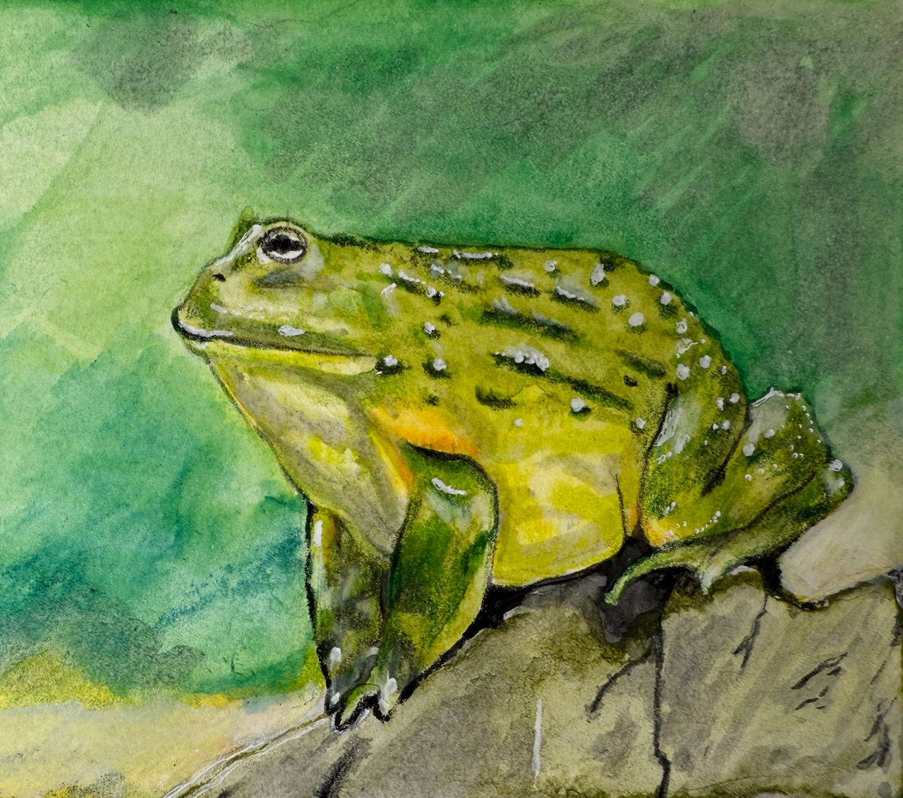 African Bullfrog by wilderstillart on DeviantArt