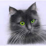 Black green-eyed cat