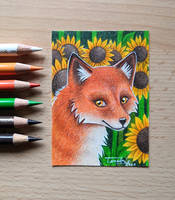 ACEO card - Red Fox in a Sunflower Field