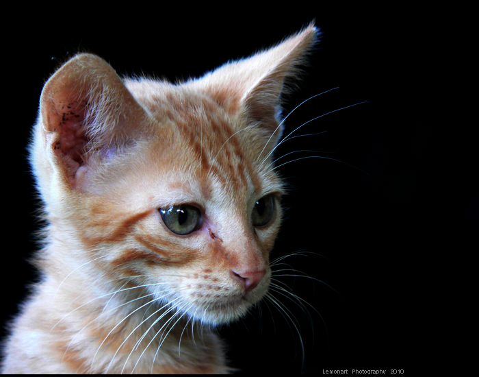 Red Kitten 3