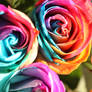 Rainbow Rose #2