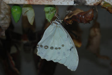 White beauty