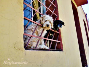 perros observadores