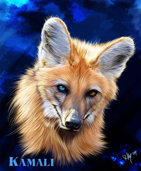 Kamali as a Maned Wolf