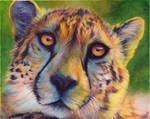 Cheetah Colors