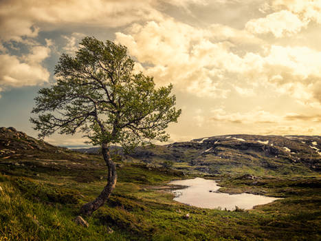 Lonely tree