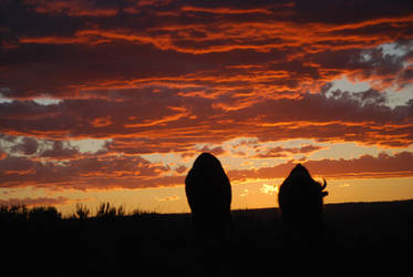 Two Bison watching Sunset.