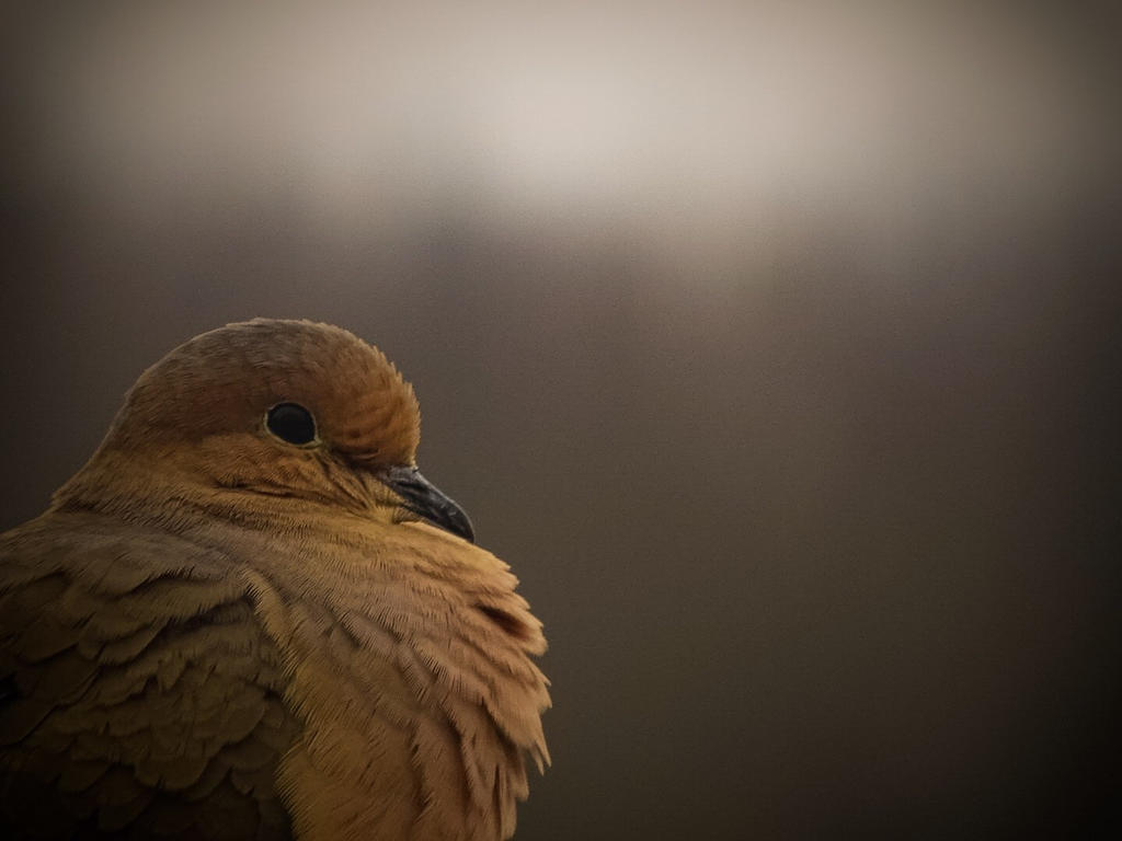 Dove by DaysPhotos