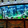 Fishtank Challenge 1