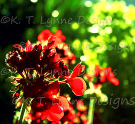 Red Flowers