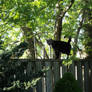 A random cat on my fence :)