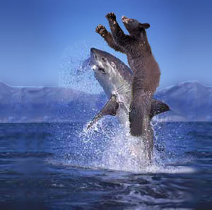 Shark Riding Animals Bear Riding Shark