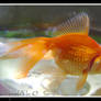 Gold Fish