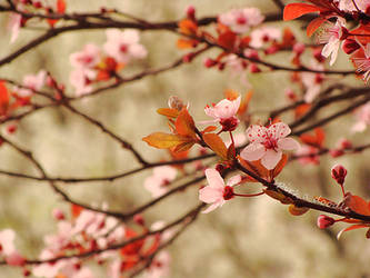 Dogwood Trees Warm Colors