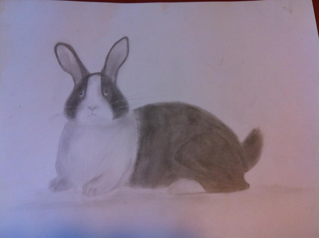 Dutch Rabbbit Drawing How To Draw A Dutch Rabbit