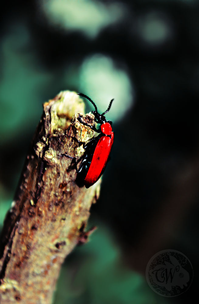 The FireBug by ChibiWonderlandArt on DeviantArt