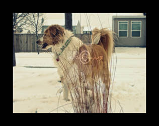 Dog In Snow.