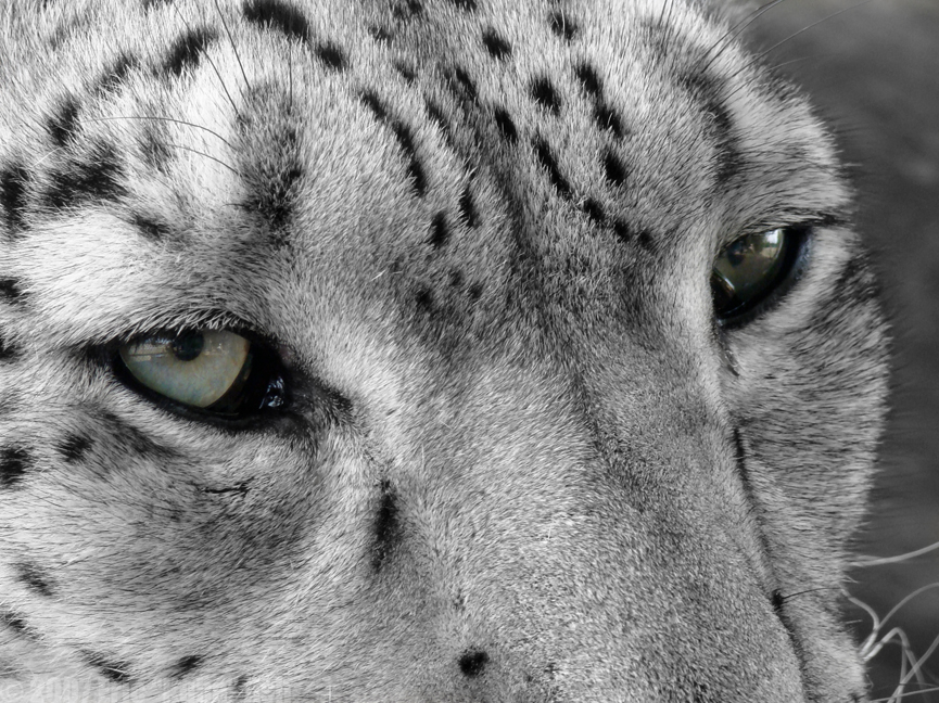 Profile of a Snow Leopard II