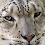 Profile of a Snow Leopard III