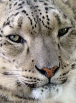 Profile of a Snow Leopard III by HeWhoWalksWithTigers