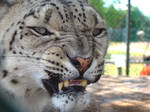 Too Close for Comfort by HeWhoWalksWithTigers