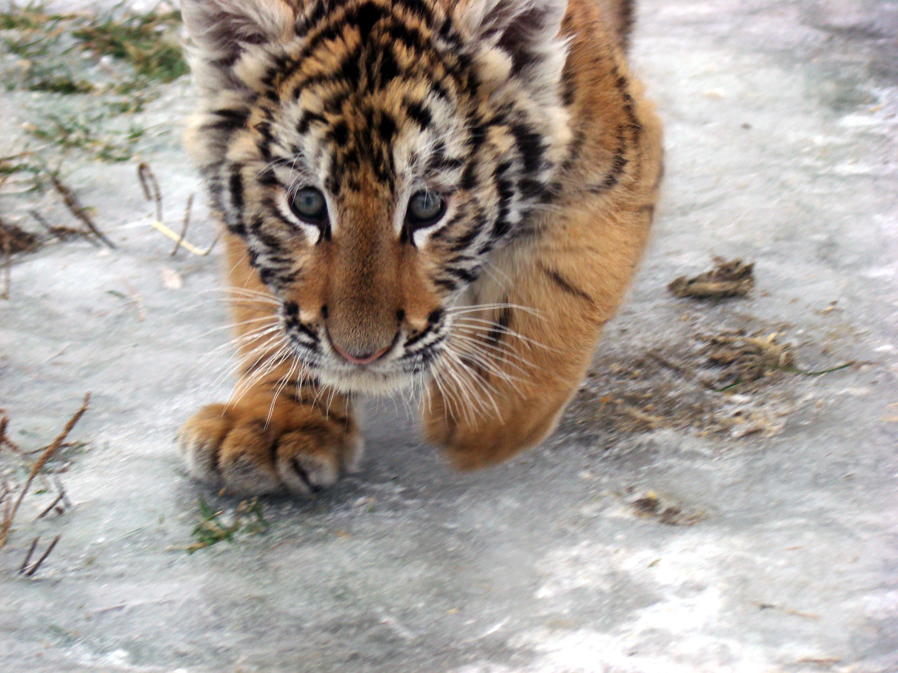 Cautious Cub