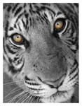 Condemned by HeWhoWalksWithTigers