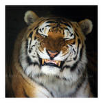 Happy Year of the Tiger by HeWhoWalksWithTigers