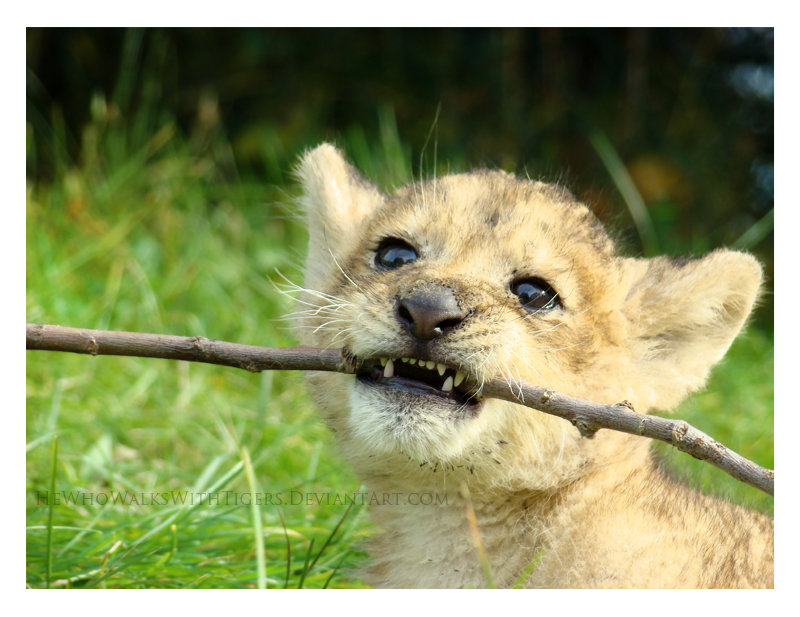 Simba Kills a Stick