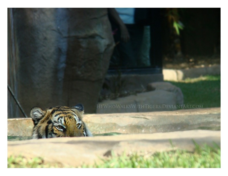 Tiger Shark