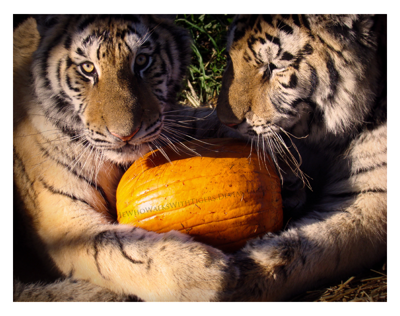 Hug a Pumpkin