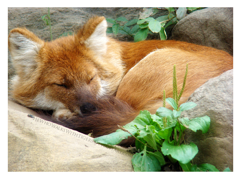 Dhole in the Wall