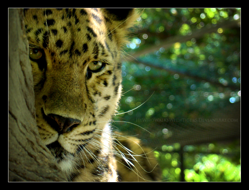 Watcher in the Trees by HeWhoWalksWithTigers