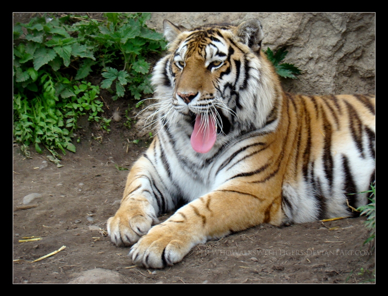 Slip of the Tongue by HeWhoWalksWithTigers