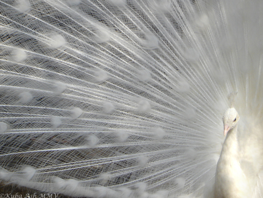 Fowl Albino