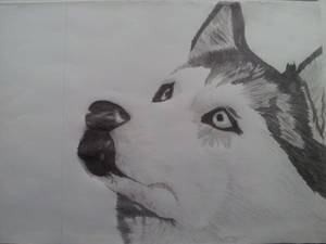 Husky Quick Sketch