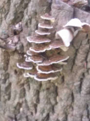 fungi at the olc