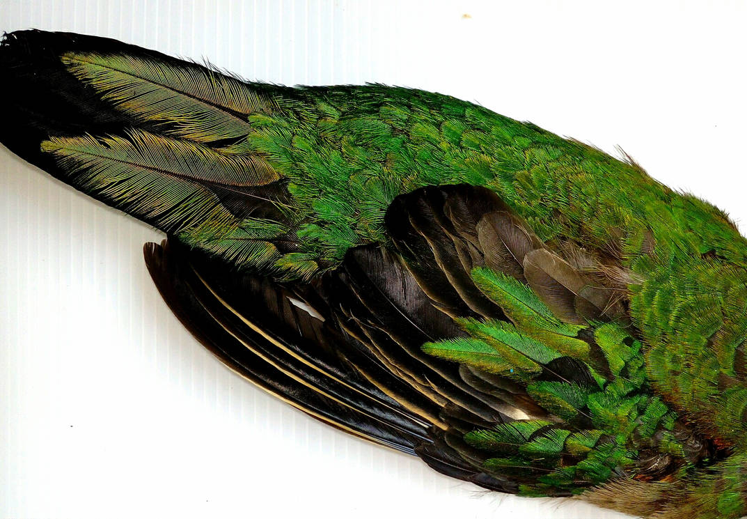 Pharomachrus Fulgidus Quetzal Feathers By MarcialGarcia On DeviantArt pharomachrus-fulgidus-quetzal-feathers-by-marcialgarcia-on-deviantart