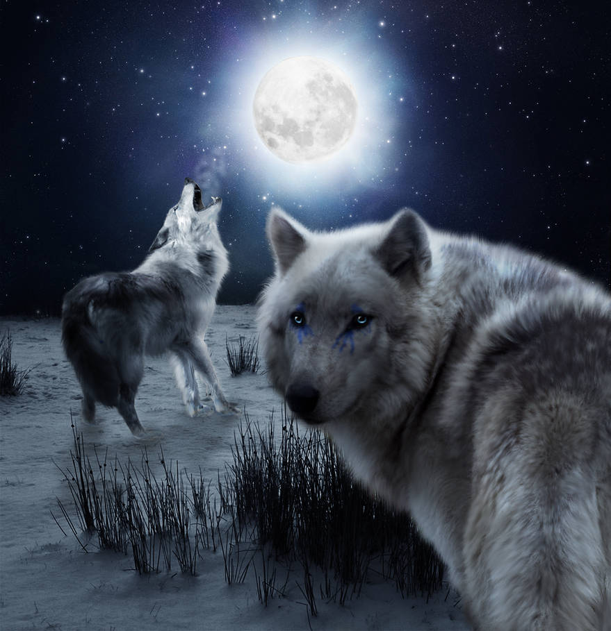 Ночь волков читать. Картинки на рабочий стол волки. Красивый волк. Волк в ночи. Одинокие волки.