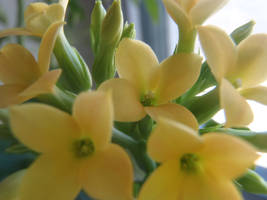 yellow flowers