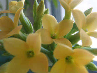 yellow flowers