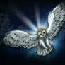 Barn Owl