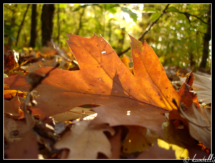 Autumn Colours I