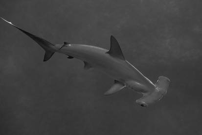 Hammerhead II