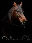 Project Horse by Antonio-foto