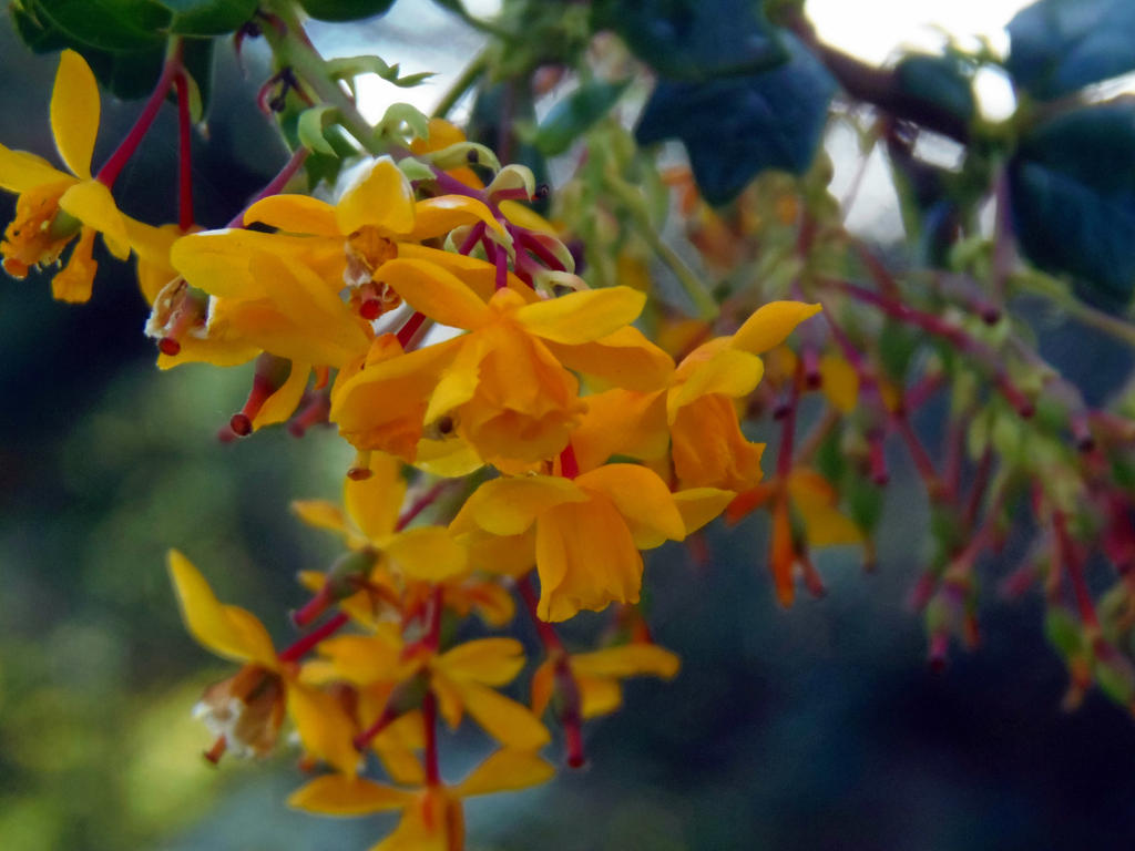 Orange (2) by IntoThePurple on DeviantArt