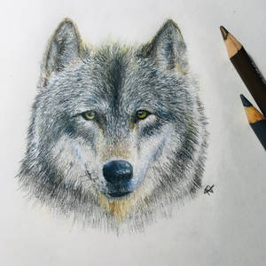 Wolf Coloured Pencil Practice 